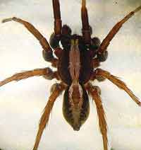 Alopecosa pulverulenta