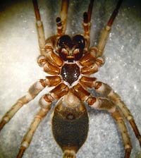 Alopecosa schmidti