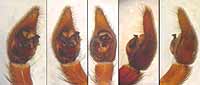 Alopecosa striatipes