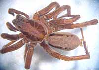 Alopecosa striatipes