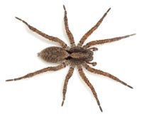 Alopecosa  sulzeri