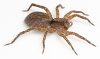 Alopecosa  sulzeri