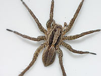 Alopecosa trabalis