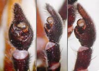 Alopecosa trabalis