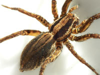 Alopecosa trabalis