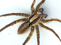 Alopecosa trabalis
