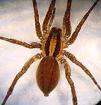 Alopecosa trabalis