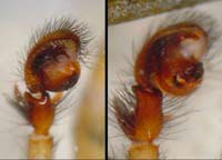 Amaurobius fenestralis