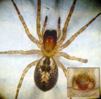 Amaurobius fenestralis
