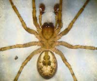 Amaurobius fenestralis