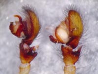 Amaurobius fenestralis