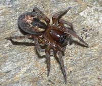 Amaurobius fenestralis
