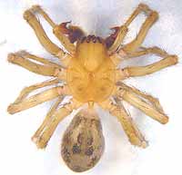 Amaurobius fenestralis