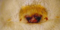 Amaurobius fenestralis