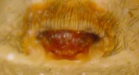 Amaurobius fenestralis