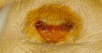 Amaurobius fenestralis