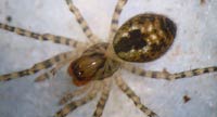 Amaurobius fenestralis