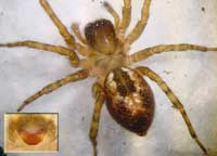 Amaurobius fenestralis