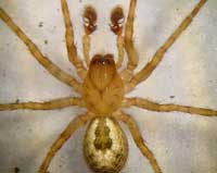 Amaurobius fenestralis