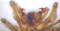 Amaurobius fenestralis