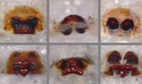 Amaurobius fenestralis vs ferox