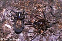 Amaurobius ferox