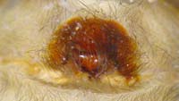 Amaurobius ferox