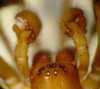 Amaurobius ferox