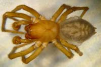 Amaurobius ferox