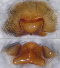 Amaurobius ferox