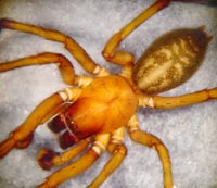 Amaurobius ferox