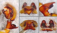 Amaurobius ferox