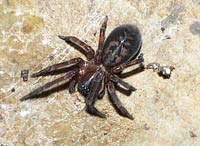Amaurobius ferox