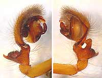 Amaurobius ferox