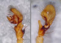 Amaurobius similis