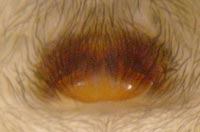 Amaurobius similis