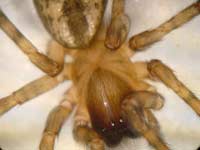 Amaurobius similis