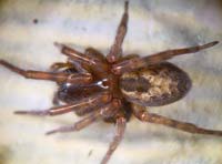 Amaurobius similis