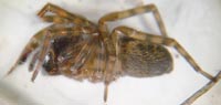 Amaurobius similis