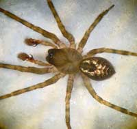 Amaurobius similis