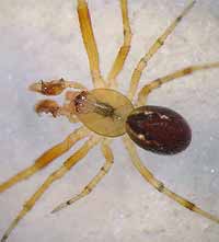 Anelosimus vittatus