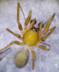 Anguliphantes angulipalpis