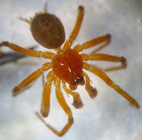 Antistea elegans