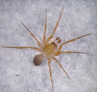Aphileta misera