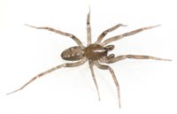Apostenus fuscus