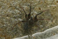 Apostenus fuscus