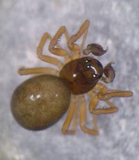 Araeoncus humilis