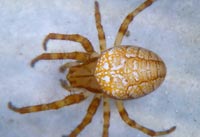 Araneus alsine