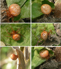 anklicken zum vergrössern (click to enlarge)