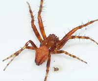 Araneus alsine